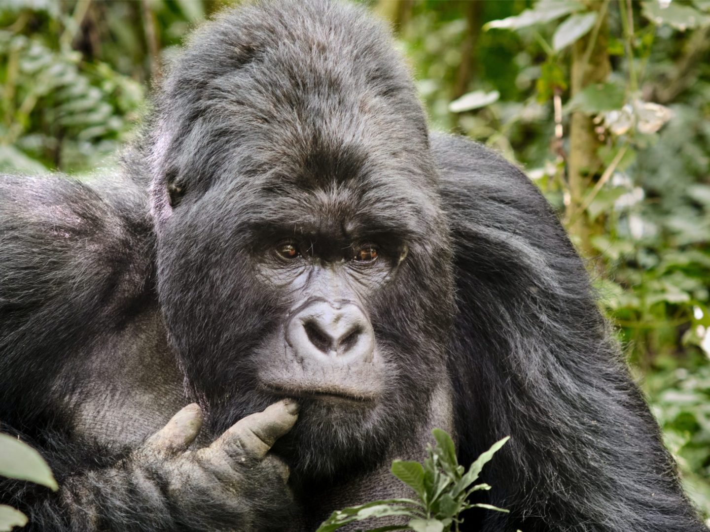 /media/blog/Gorilla-4-scaled.jpg